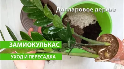 Вдохновитесь снимками пересадки долларового дерева