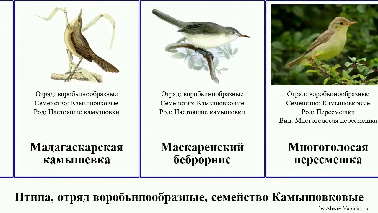 Воробьинообразные птицы таблица. Сравнить двух птиц с помощью таблицы Каменка и пеночка- пересмешка.