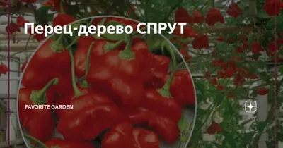 Скачать бесплатно фото Перца чудо дерева