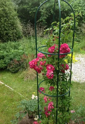 Фото умиротворяющей перголы для роз