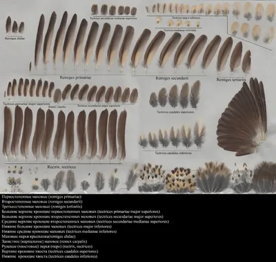 Перья разных птиц: доступные форматы для скачивания