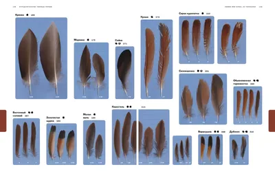 Фото перьев разных птиц: изображения в разных форматах