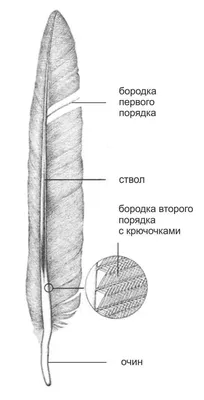 Превосходная картинка пера птицы: доступные форматы для загрузки