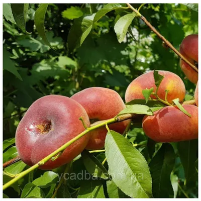 Фото персика инжирного дерева, которое олицетворяет его величественность