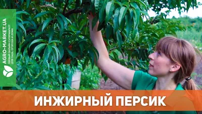 Скачать фото персикового инжирного дерева бесплатно