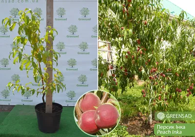 Фотография персикового инжирного дерева на андроид устройствах