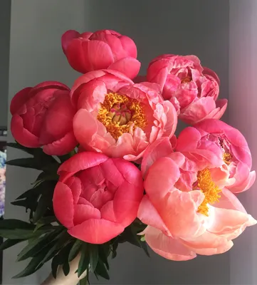 Фотография пионов с персиковыми цветами