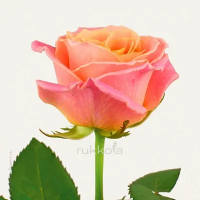 Чудесные картинки с персиковыми розами