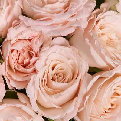 Фото букета персиковых роз во всей красе