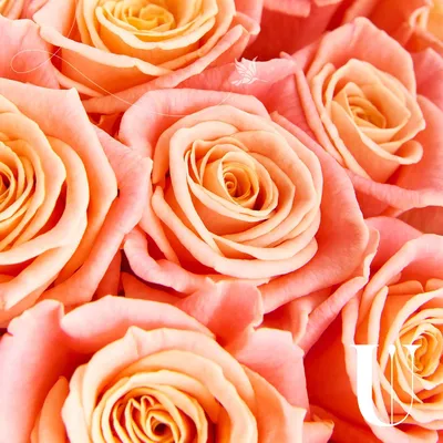 Изысканные картинки персиковых роз для скачивания в png
