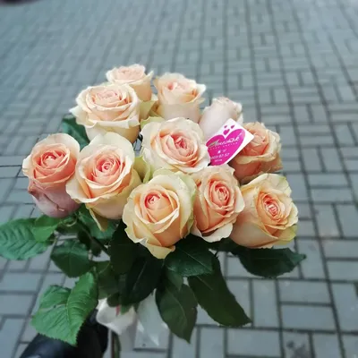 Фотоархив персиковых роз для вдохновения