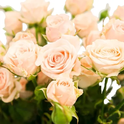 Фотографии персиковых роз в формате webp для любых устройств