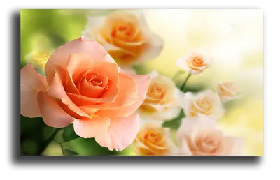 Атмосферные персиковые розы на фото