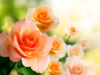 Уникальные картинки персиковых роз для любителей цветов