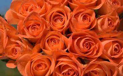 Прекрасные персиковые розы на фотофоне