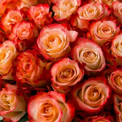 Фотографии персиковых роз в высоком разрешении для элегантных дизайнерских решений