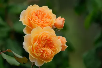 Романтические персиковые розы на изображениях