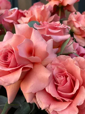 Очаровательные картинки персиковых роз для скачивания в любом формате