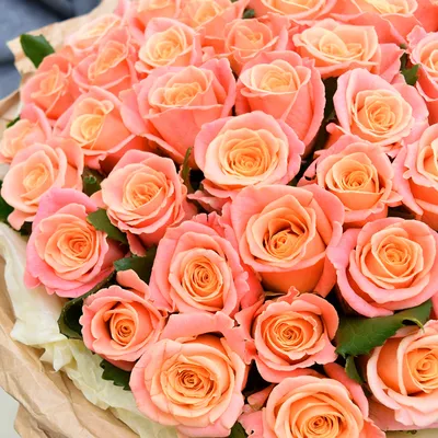 Прекрасные картинки персиковых роз для скачивания