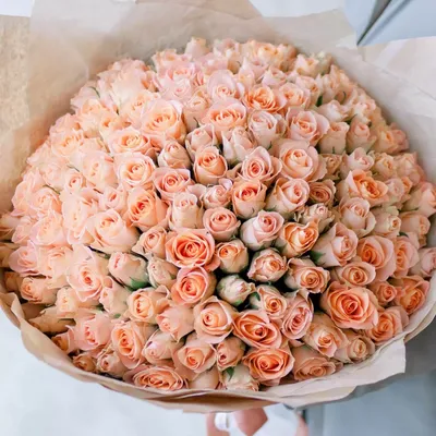 Фотографии нежных персиковых роз