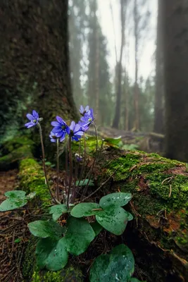 Лесной рай: фотография первых цветов после долгой зимы