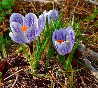 Фотоальбом первых цветов весны: вдохновение и красота