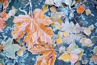 Снегопад в HD: лучшие фото снежных пейзажей.