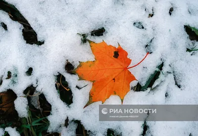 Первый снег: Мгновения на фотографиях