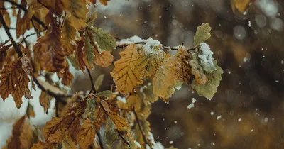 Фотографии зимнего пейзажа