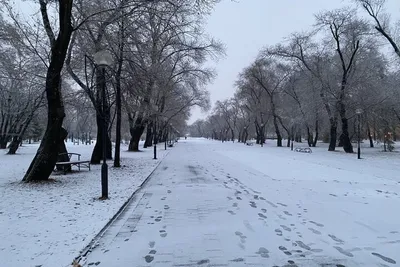 Фото снежных деревьев