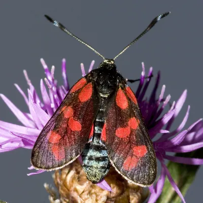 Пестрянка бабочка  фото