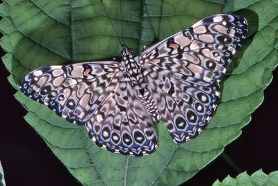 Фото Пестрянки бабочки в формате JPG в качестве Wallpaper