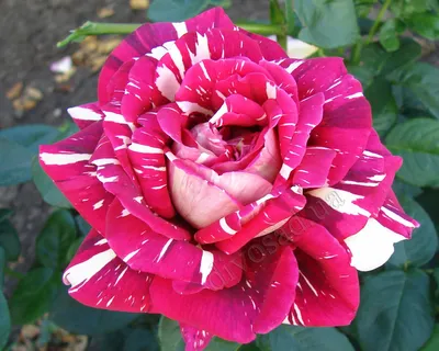 Пестрые розы: величественная красота на вашем экране