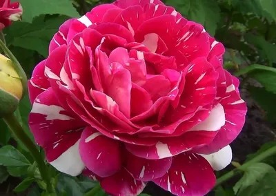 Изумительные пестрые розы: найдите свою вдохновляющую картинку