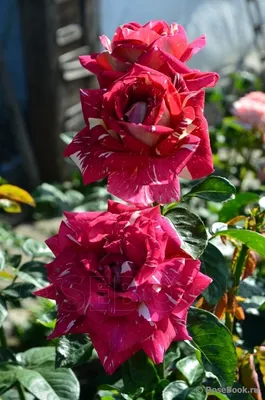 Пестрые розы: красота, которая захватывает взгляд