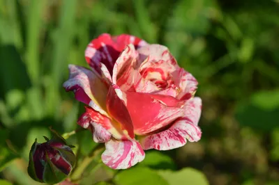Пестрые розы: нежные, яркие, удивительные