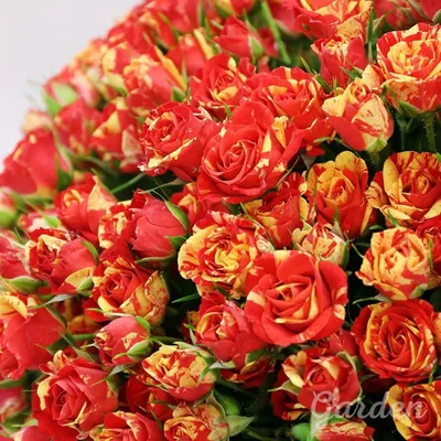 Фото пестрых роз: запечатлите их красоту в любом формате