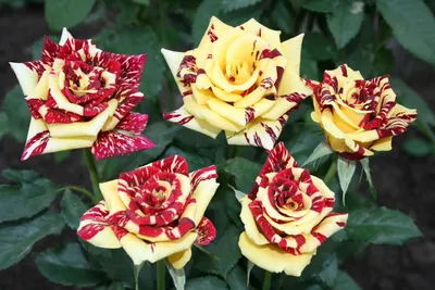 Фото роз: прекрасное сочетание цветов и форм
