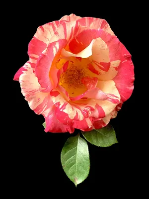 Пестрые розы: выберите размер и формат, чтобы создать потрясающие обои