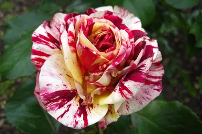 Изображения пестрых роз: воплощение элегантности и шарма