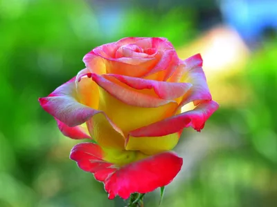 Пестрые розы: найдите свою идеальную фотографию