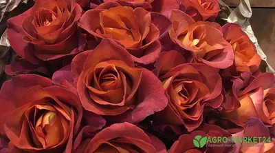 Уникальные пестрые розы: выберите их великолепные изображения