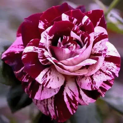 Пестрые розы: наслаждайтесь их красотой в самом качественном формате