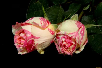 Фотографии пестрых роз: ищите вдохновение в естественной красоте