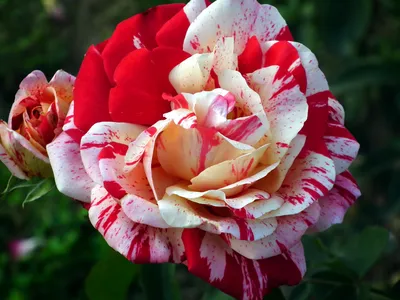 Пестрые розы: сохраните их изображения для вашего удобства