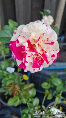 Пестрые розы: оживите свой дизайн с этой превосходной категорией фото