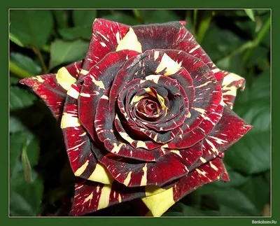 Пестрые розы: создайте вдохновляющую атмосферу на своем веб-сайте