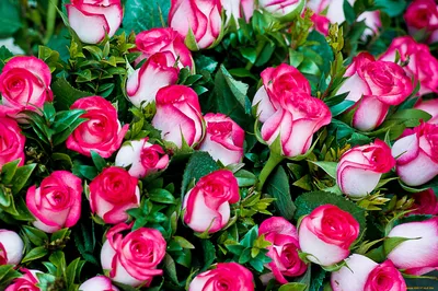 Фото, фотография, розы: сохраните красоту в формате, который вам нужен