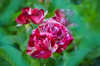 Пестрые розы: раскройте их изысканность с помощью разных размеров и форматов