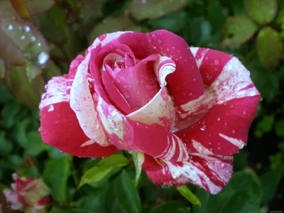 Фотографии пестрых роз: наслаждайтесь красотой этих цветов
